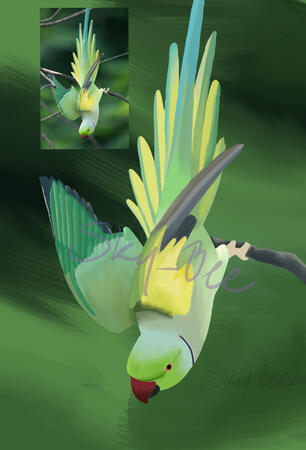 Rose-ringed Parokeet