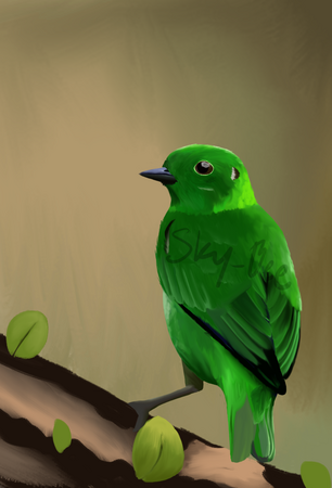 Glistening Green Tanager Glistening Green Tanager